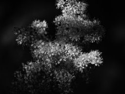 bnw floral